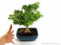 Acer palmatum 'Kotohime' - Japán juhar bonsai 01.
