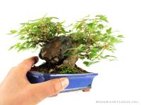 Acer buergerianum - Háromerű juhar shohin bonsai 02.}