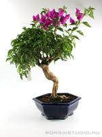 Bougainvillea - Murvafürt bonsai 02.}