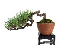 Kaszkád Pinus densiflora shohin - bonsai asztallal