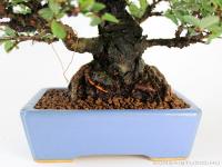 Ulmus parvifolia 'Corticosa' shohin bonsai Hattori tálban