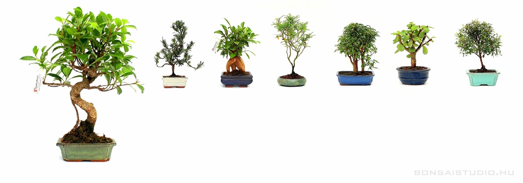 belteri bonsai szoba bonsai indoor zimmer