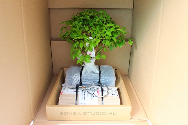 bonsai csomagba rogzitett bonsai es bonsai kiegeszito