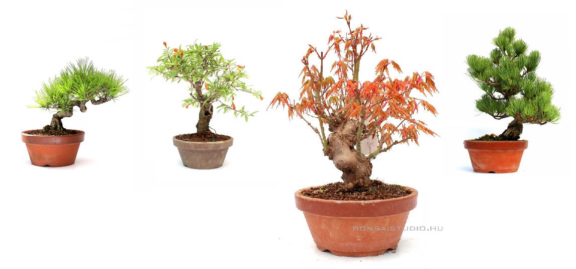yamadori és pre bonsai gondozás nevelés tartás