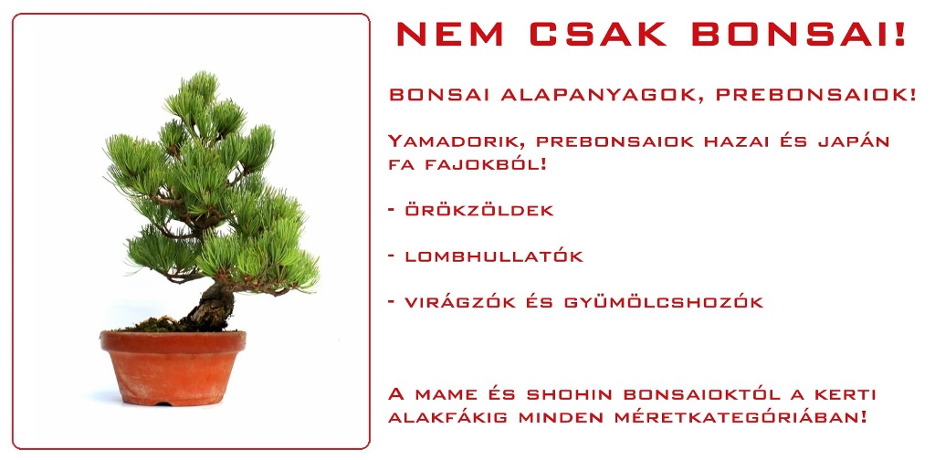 yamadori es bonsai eloanyag pre bonsai kinalat a marczika bonsai studio kerteszet kinalatabol